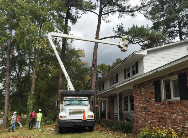 How Our Tree Care Process Works  in  Mountain Top, PA