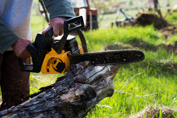 Best Tree Trimming and Pruning  in Mountain Top, PA